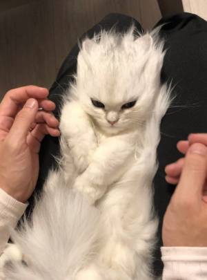 飼い主がヒザに乗せた子猫をなで続けた結果？　変貌に、５３万人が驚愕！