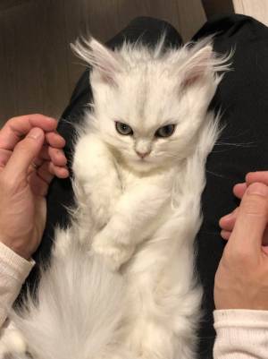 飼い主がヒザに乗せた子猫をなで続けた結果？　変貌に、５３万人が驚愕！