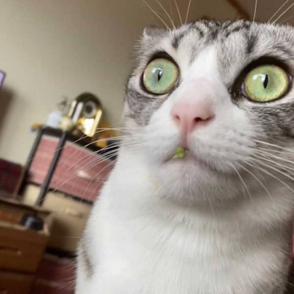 「バレバレです」　黙秘する猫、３０万人が爆笑した姿がこちら！