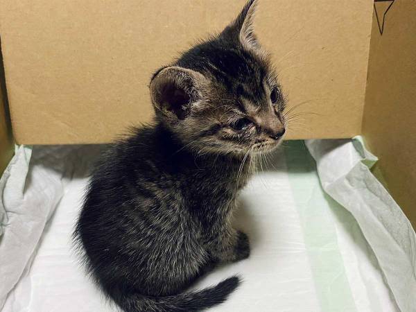 飼い主「別人になりました」　拾った子猫の『数日後の姿』が、ネットで反響