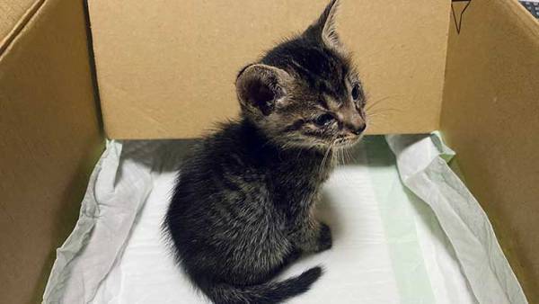 飼い主「別人になりました」　拾った子猫の『数日後の姿』が、ネットで反響