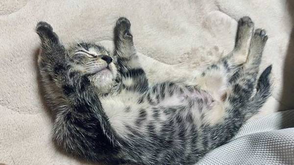飼い主「別人になりました」　拾った子猫の『数日後の姿』が、ネットで反響