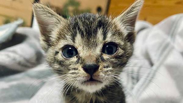 飼い主「別人になりました」　拾った子猫の『数日後の姿』が、ネットで反響