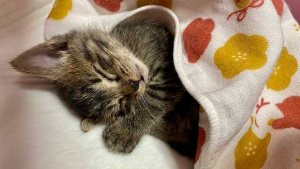 飼い主「別人になりました」　拾った子猫の『数日後の姿』が、ネットで反響