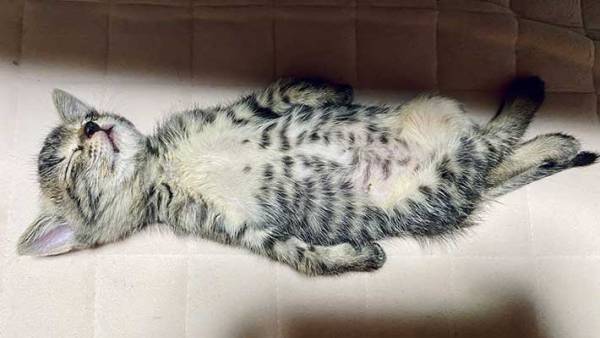 飼い主「別人になりました」　拾った子猫の『数日後の姿』が、ネットで反響