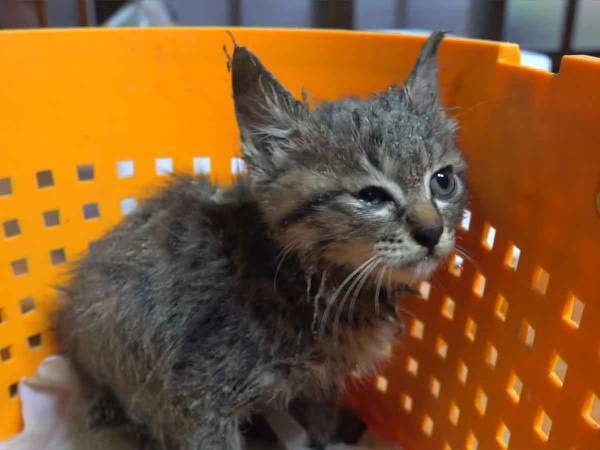 飼い主に慣れてきた子猫が『一瞬で野生に戻る』瞬間がコレ！