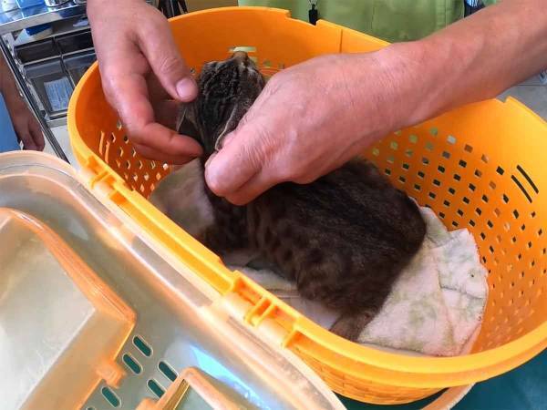 「お腹もポンポン」接着剤まみれだった子猫が順調に成長する姿に喜びの声続出
