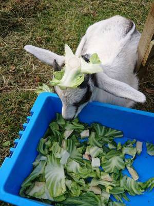 食欲旺盛なヤギ　獣医の診察を受けた後の姿に「笑った」「正直すぎる」