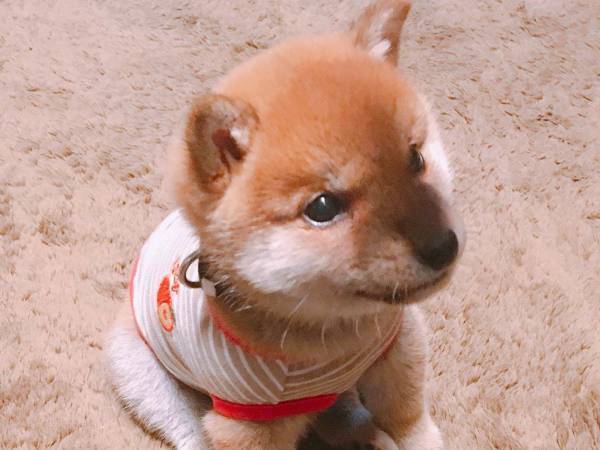 子犬に『おすわり』を教えた結果？　３枚の写真に、２０万人が悶絶！