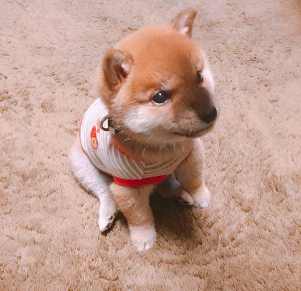 子犬に『おすわり』を教えた結果？　３枚の写真に、２０万人が悶絶！