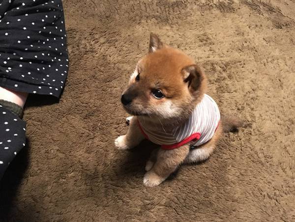 子犬に『おすわり』を教えた結果？　３枚の写真に、２０万人が悶絶！