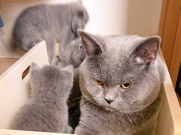 ヤンチャな子猫の面倒を見るパパ　『本音がダダ漏れな１枚』をご覧ください