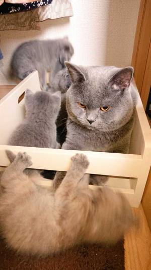 ヤンチャな子猫の面倒を見るパパ　『本音がダダ漏れな１枚』をご覧ください