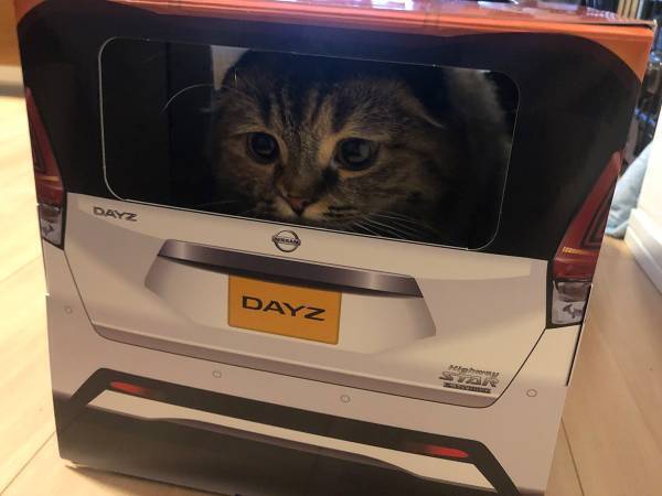 『紙製の車』に入る猫がかわいすぎると話題に！　「試乗させたい」の声続出