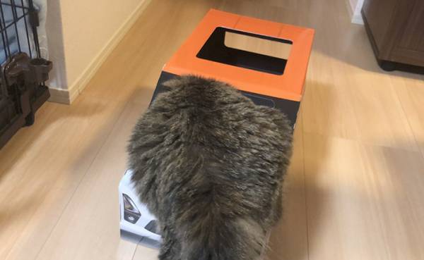 『紙製の車』に入る猫がかわいすぎると話題に！　「試乗させたい」の声続出