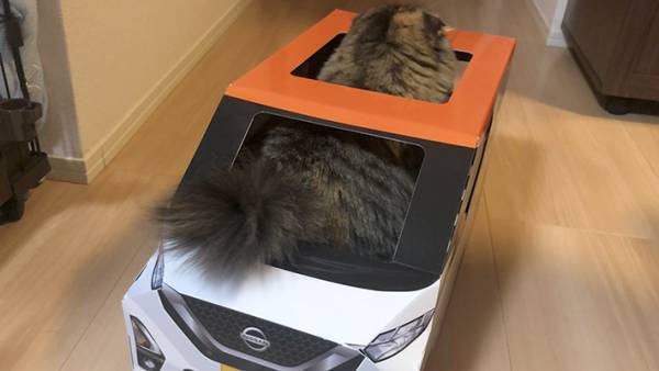 『紙製の車』に入る猫がかわいすぎると話題に！　「試乗させたい」の声続出