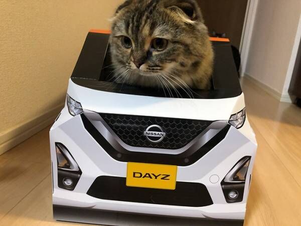 『紙製の車』に入る猫がかわいすぎると話題に！　「試乗させたい」の声続出