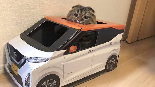 『紙製の車』に入る猫がかわいすぎると話題に！　「試乗させたい」の声続出