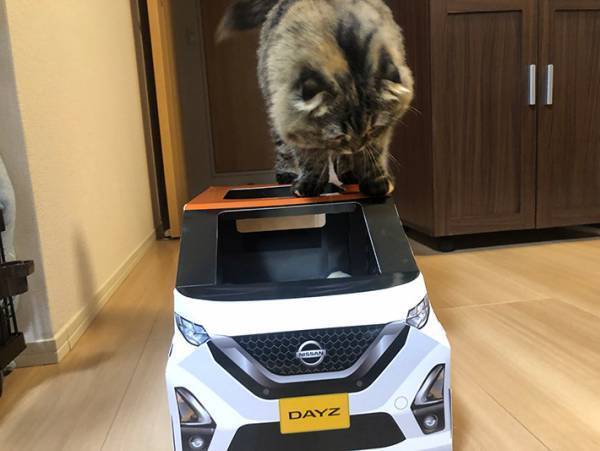 『紙製の車』に入る猫がかわいすぎると話題に！　「試乗させたい」の声続出