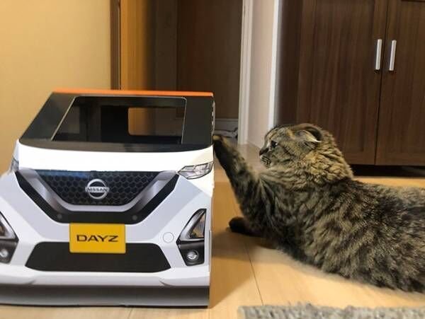 『紙製の車』に入る猫がかわいすぎると話題に！　「試乗させたい」の声続出