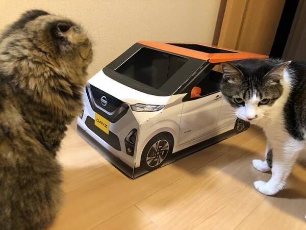 『紙製の車』に入る猫がかわいすぎると話題に！　「試乗させたい」の声続出