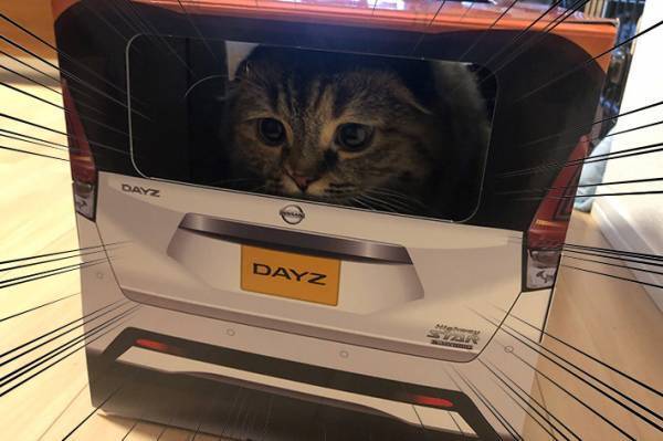 『紙製の車』に入る猫がかわいすぎると話題に！　「試乗させたい」の声続出