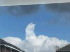 「うちの猫が神様になった」　雲の上に座る猫の写真を１４２万人が絶賛！