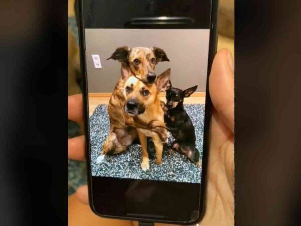 きみたち、天才！　前に撮ったかわいいポーズの写真を３匹の犬に見せると？