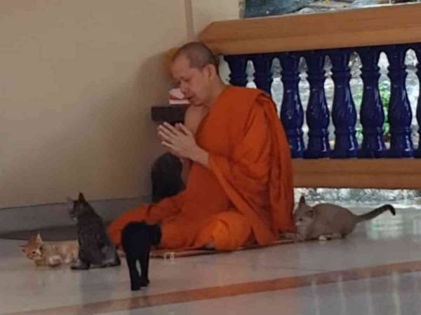 すごすぎる…　お経を唱える僧侶のそばで遊び始める子猫たち　すると僧侶は？