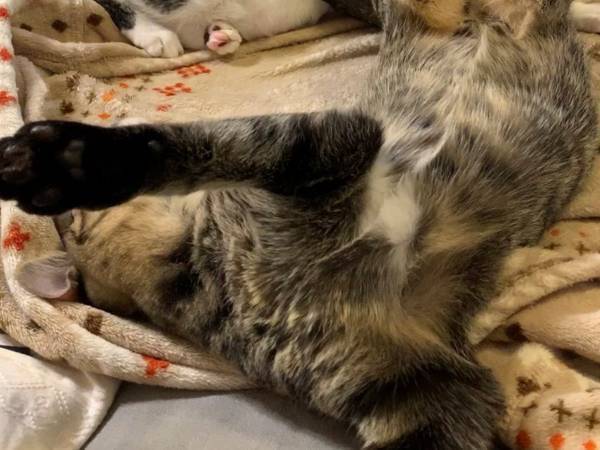 寝そべる猫の足元に…？　予想外の光景に吹き出す人が続出！