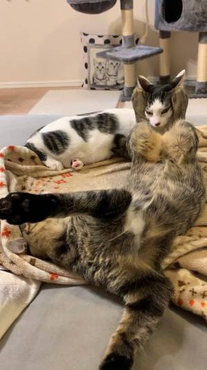 寝そべる猫の足元に…？　予想外の光景に吹き出す人が続出！