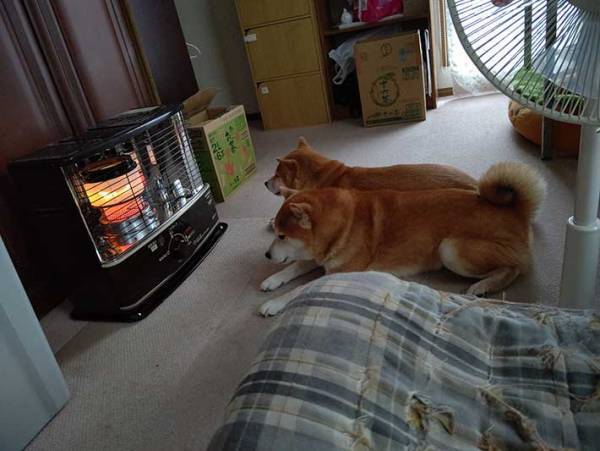 寒くなったのでストーブをつけたら？　柴犬の『とろける過程』を写した４枚