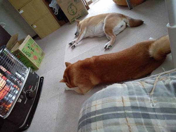 寒くなったのでストーブをつけたら？　柴犬の『とろける過程』を写した４枚