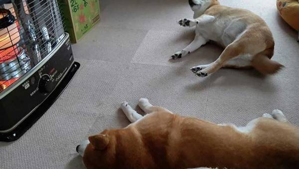 寒くなったのでストーブをつけたら？　柴犬の『とろける過程』を写した４枚