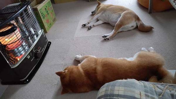 寒くなったのでストーブをつけたら？　柴犬の『とろける過程』を写した４枚