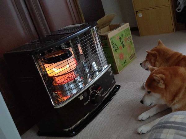 寒くなったのでストーブをつけたら？　柴犬の『とろける過程』を写した４枚