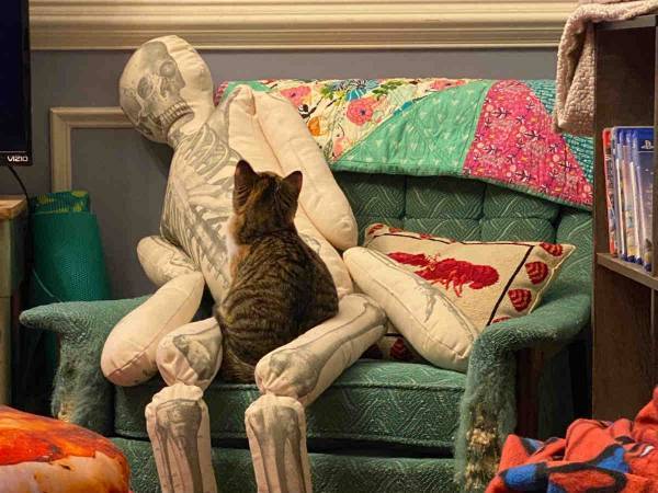 飼い主の代わりに置いた『がい骨』のクッション　愛猫がとった行動にホロリ