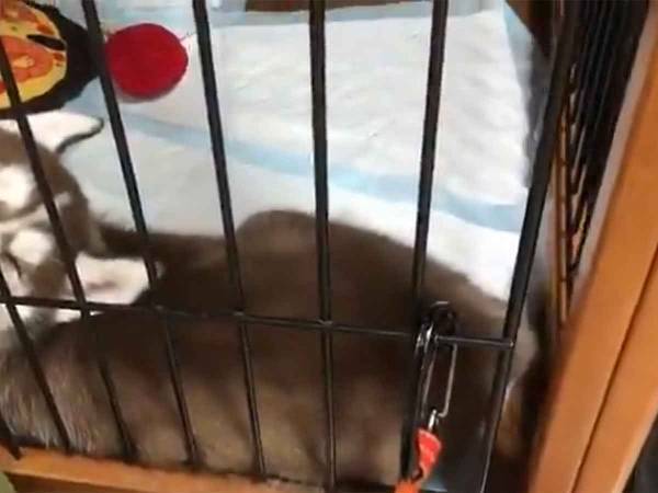 もはやホラー？子犬の寝顔が「思ってたのと違う」