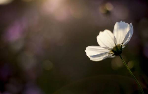 「いいね！」はコミュニケーションの一つ　「私はここに！」という自分の存在確認でもある