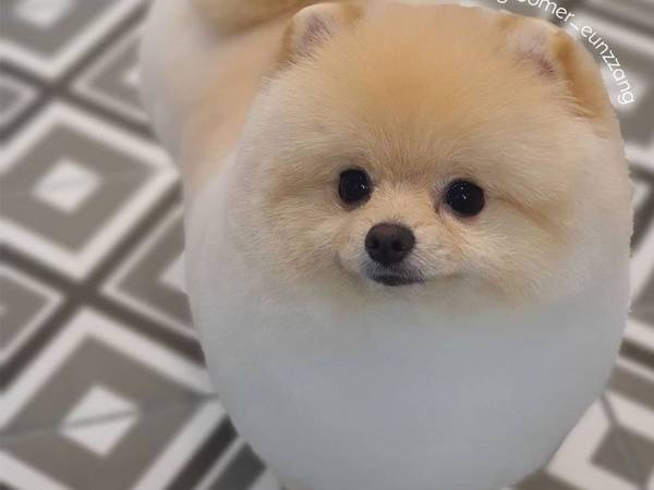 「かわいすぎる」「完成度が高い」　どんな犬でも丸く仕上がるトリミングサロンとは