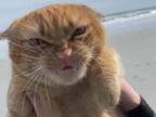 どうしてこんな顔になっちゃったの！　ビーチで遊んでいた猫の写真に爆笑