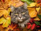 紅葉の中から顔を出す猫　このとびきりかわいい写真を撮影する方法がコチラ