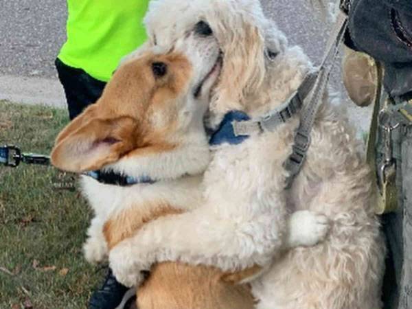 「会いたかったよー！」　散歩中に仲よしの犬と出会ったコーギーが？