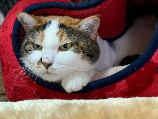 猫用ベッドの『間違った使い方』　飼い主が投稿した１枚に、クスッとする