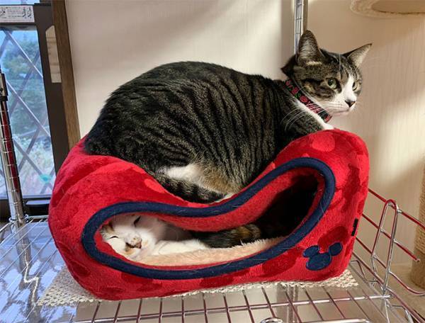 猫用ベッドの『間違った使い方』　飼い主が投稿した１枚に、クスッとする