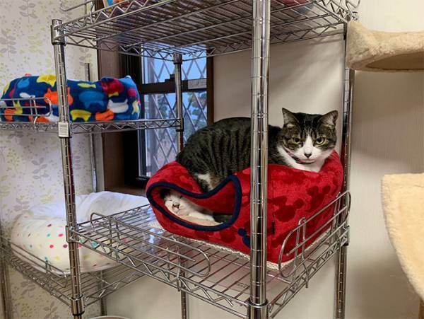 猫用ベッドの『間違った使い方』　飼い主が投稿した１枚に、クスッとする