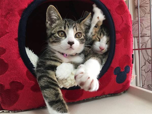 猫用ベッドの『間違った使い方』　飼い主が投稿した１枚に、クスッとする