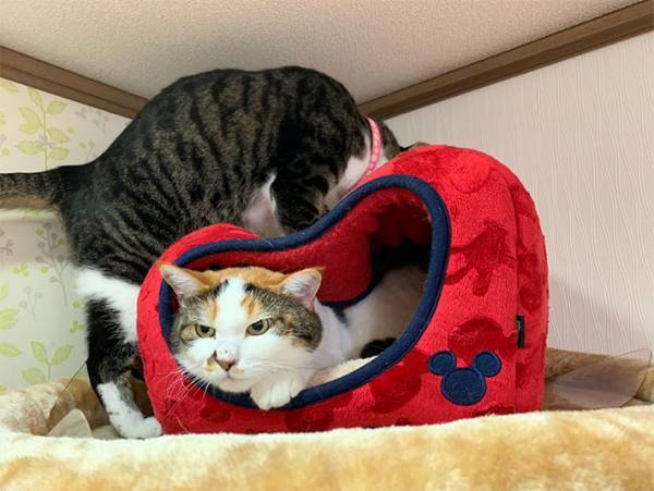 猫用ベッドの『間違った使い方』　飼い主が投稿した１枚に、クスッとする
