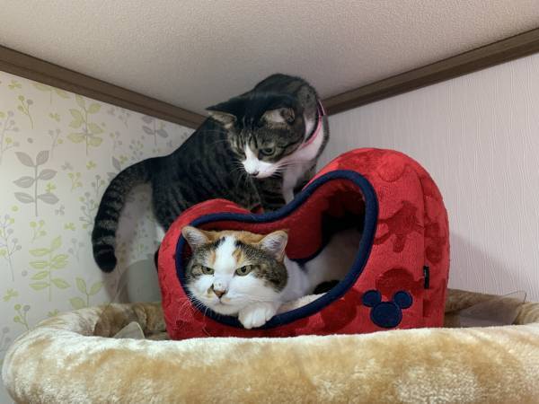 猫用ベッドの『間違った使い方』　飼い主が投稿した１枚に、クスッとする