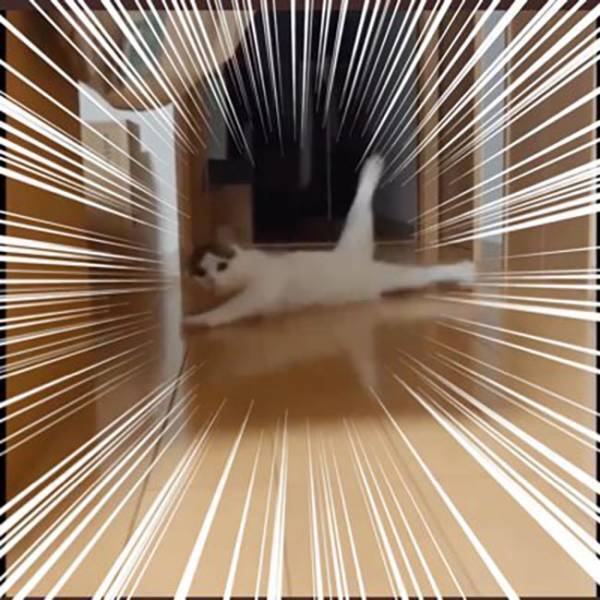 飼い主に向かって突進…のはずが？　その後の行動に、７万人が吹いた